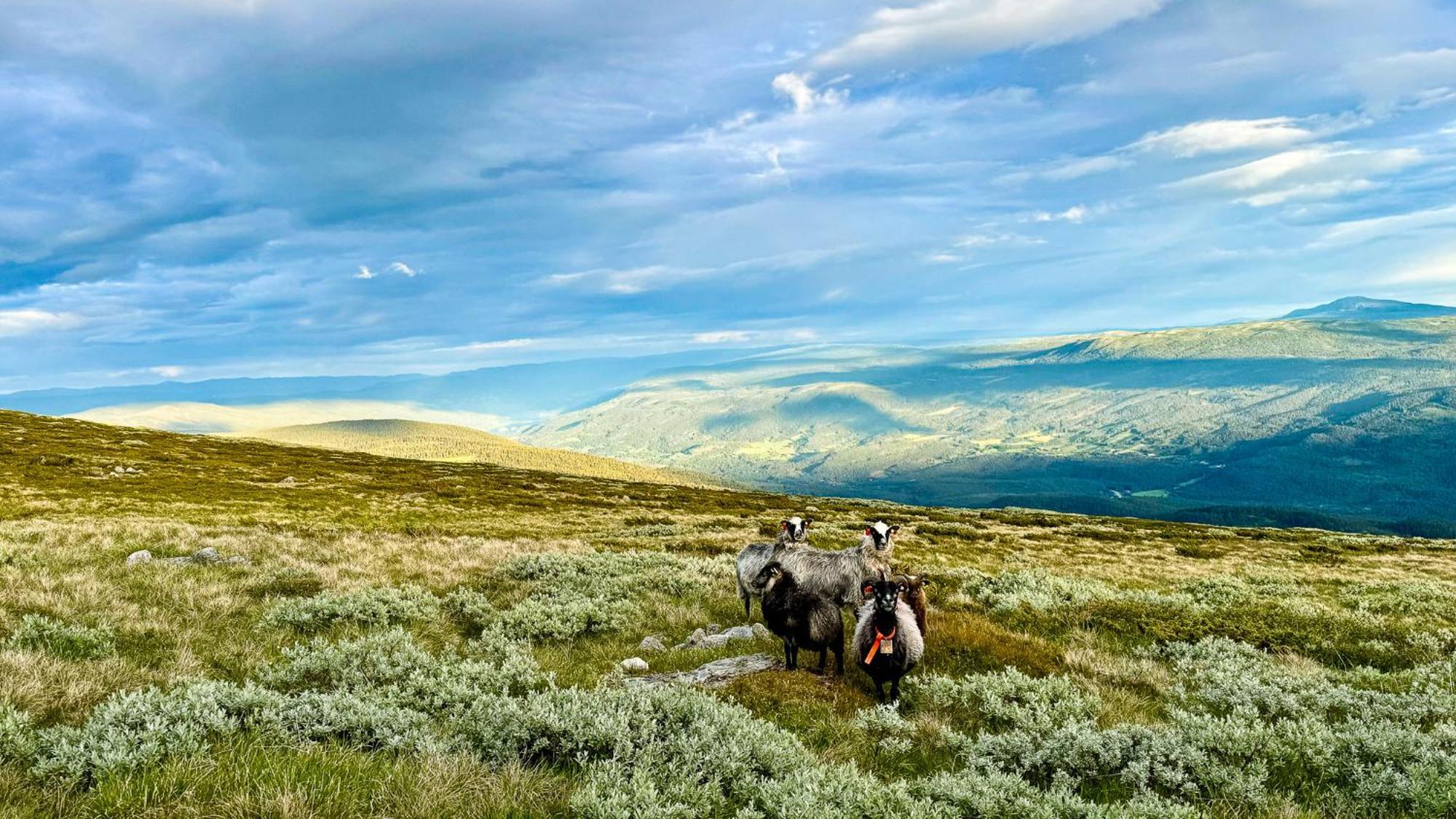 Mjosvang Kafe Vang I Valdres Bagian luar foto
